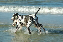 Great Danes wading in the ocean at Ft. Myers Beach, Florida. USA