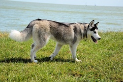 Dogs in the park