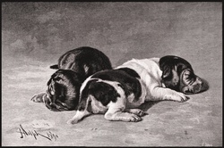 Dogs puppies vintage art old antique illustration painting
