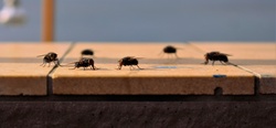 Flies on the tiles