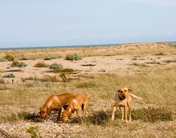 Dogs out hunting and sniffing