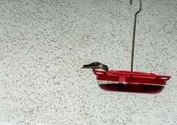 Female humming bird dipping into the nectar