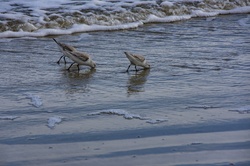 Sanderlings dipping their beaks into wet sand for crabs