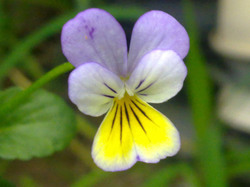 Johnny Jump Up Flower