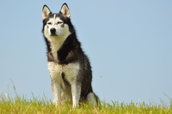 Husky dog ââLoki poses 7