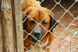 Watch dog on duty