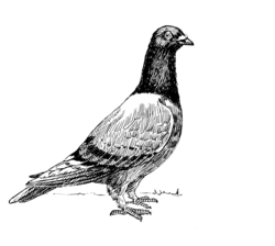 Pigeon Vintage Art Illustration
