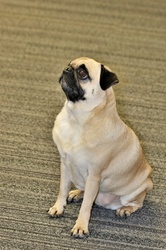 Profile of a cute little pug dog sitting on floor, looking up at owner.