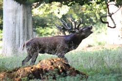Red deer stag calling during the rutting season