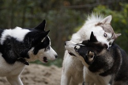 Siberian huskies in the sand Nordic dog breed photography