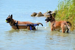 Ominous dogs in the water