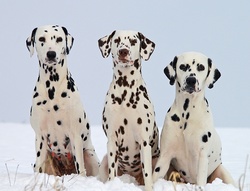 Portrait of Three Dalmatians