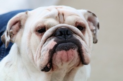 Close-up portrait shot of the face of a white English bulldog on a gray background.