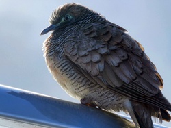 Puffy zebra dove