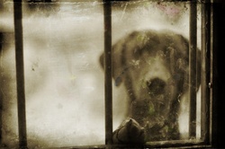 Adorable Dog In The Window