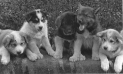 Alaskan Husky Puppies Photograph Unknown Year between ca. 1900 and 1923 Public Domain