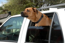 Cute Dog With Head Out Car Window
