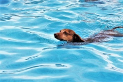 Close-up of a cute little dachshund dog swimming in the blue water of a swimming pool.