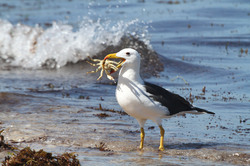 Albatross Eating Lunch