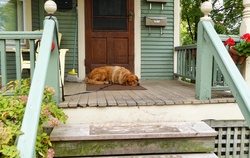 Dog fast asleep on porch of a country home
