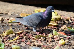 Dove at dinner