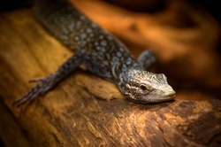 Emerald tree monitor on a tree branch