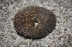 A hedgehog my dogs found while out for a stroll in the middle of the night.