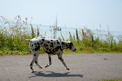 Dogs in the park
