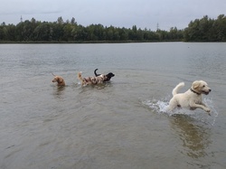 Dogs play by the lake and have fun