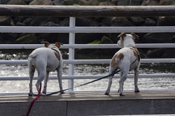 The back of two Jack Russell dogs on a pier bench looking out over the harbor