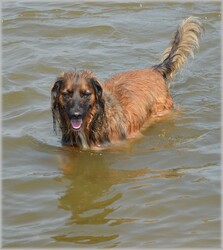 Series with dogs playing in the water