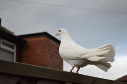 Posing white dove