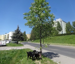 Dogs On A Walk