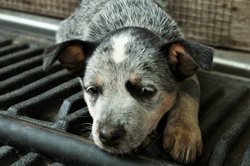Sleepy Blue Heeler Puppy Close-up
