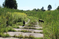 Dogs, sun, nature, Lublin, Poland, summer 2020