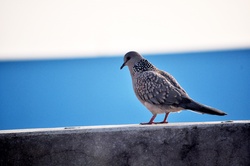 Spotted dove photo background