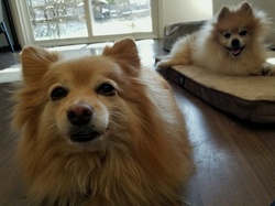 Pomeranian dogs at home