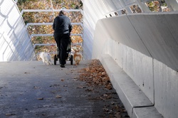 Senior walking a pair of Pomeranian dogs pushing a baby carriage