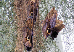 Beautiful picture taken in Canada of three brown butterflies with purple in them.