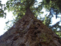  Up an enormous tree in Spanaway Park, Washington.