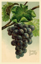 Birthday vintage postcard with blue grapes