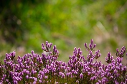 Field of pink Heather