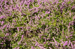 Flowering Heather Plant
