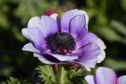 Spanish Marigold Bloom Photograph