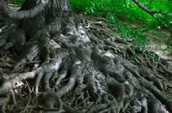 Exposed root system