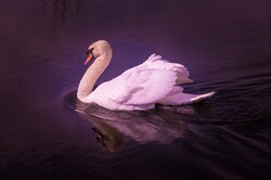 White swan with a filter
