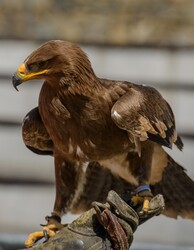 Eagle - detail