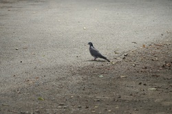 Wood pigeon
