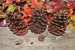 Three pine cones, sycamore seed pods and acorns on a wood table, with autumn leaves in the background.