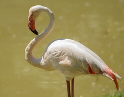 Pink Flamingo